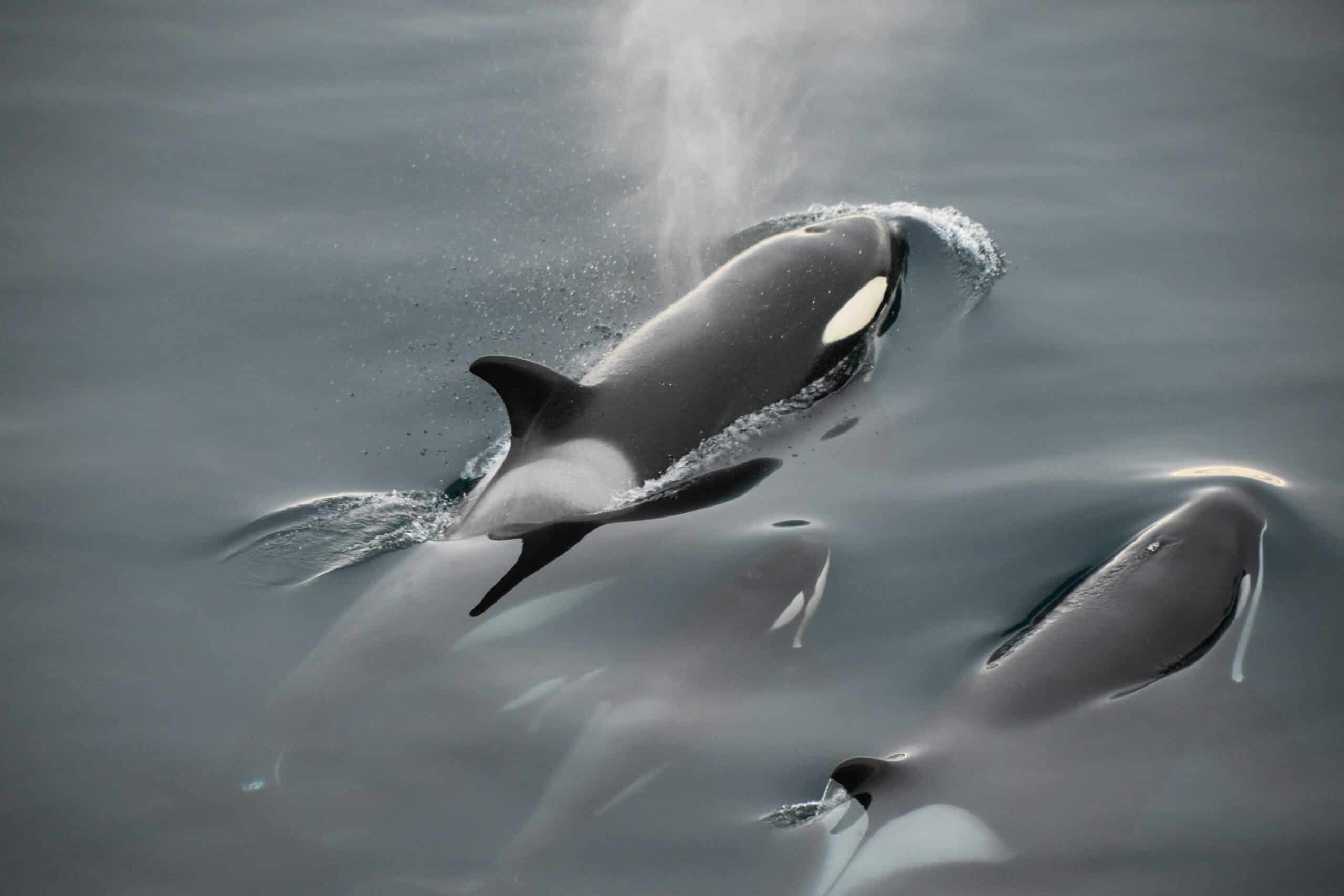 The Orca Pods That Teach Their Young To Steal Fish From Boats Animals 