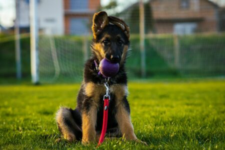 The Most Devoted Dog Breeds You&rsquo;ll Find in North Carolina