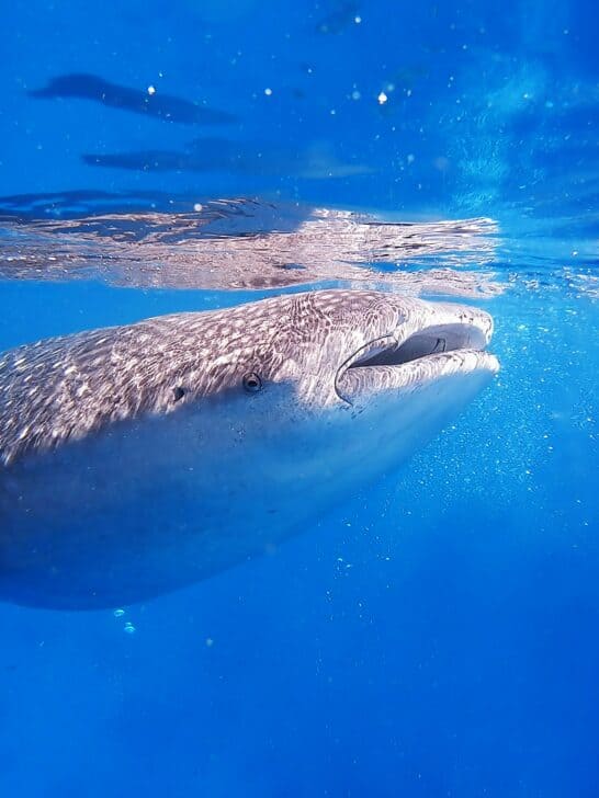 Why Whale Sharks Are Migrating North Along U.S. Coasts