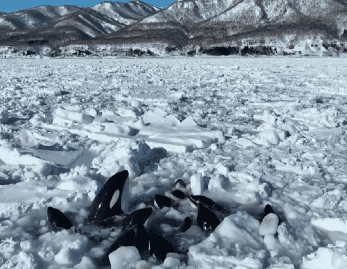 Orca trapped in ice in Japan. 