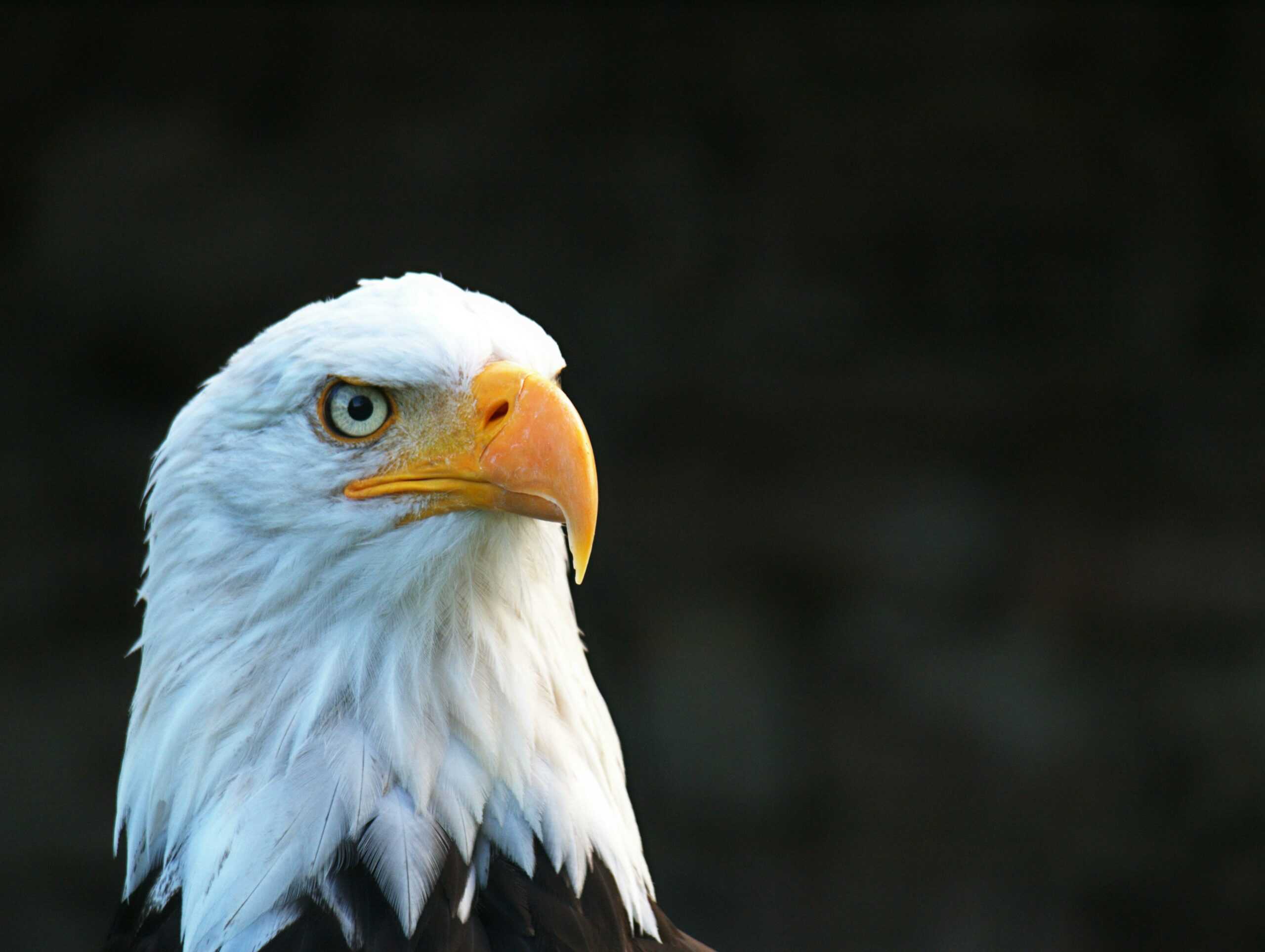 Bald eagle