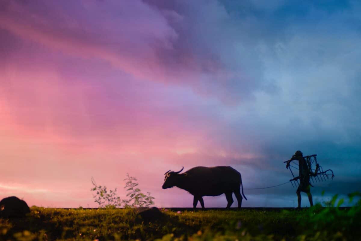 Image of a buffalo and a man
