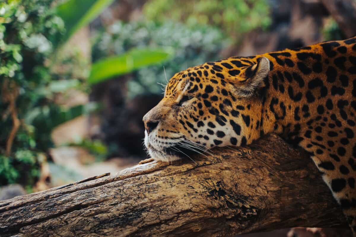 Jaguar. Image by Benni Fish via Pexels