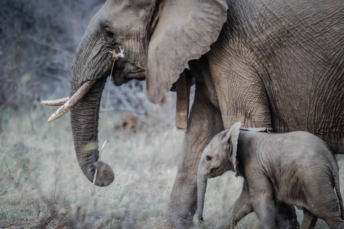 elephant attacks lion mother