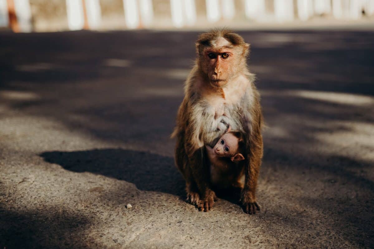 Monkey saved