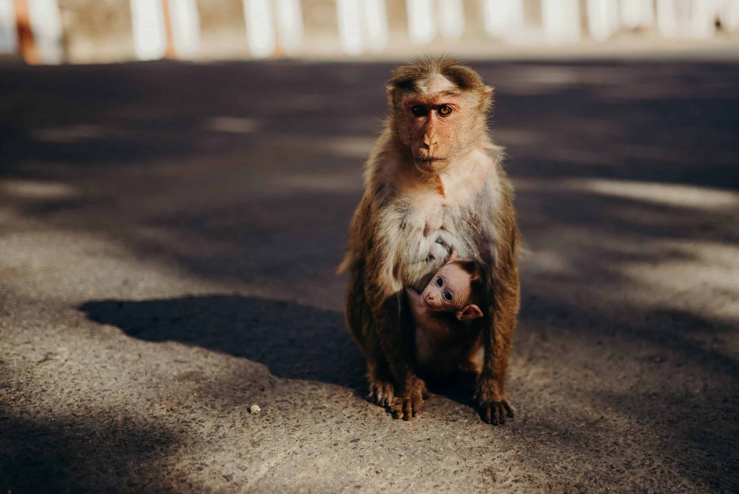 Monkey saved