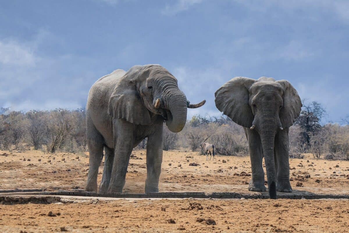 elephants on the savannah