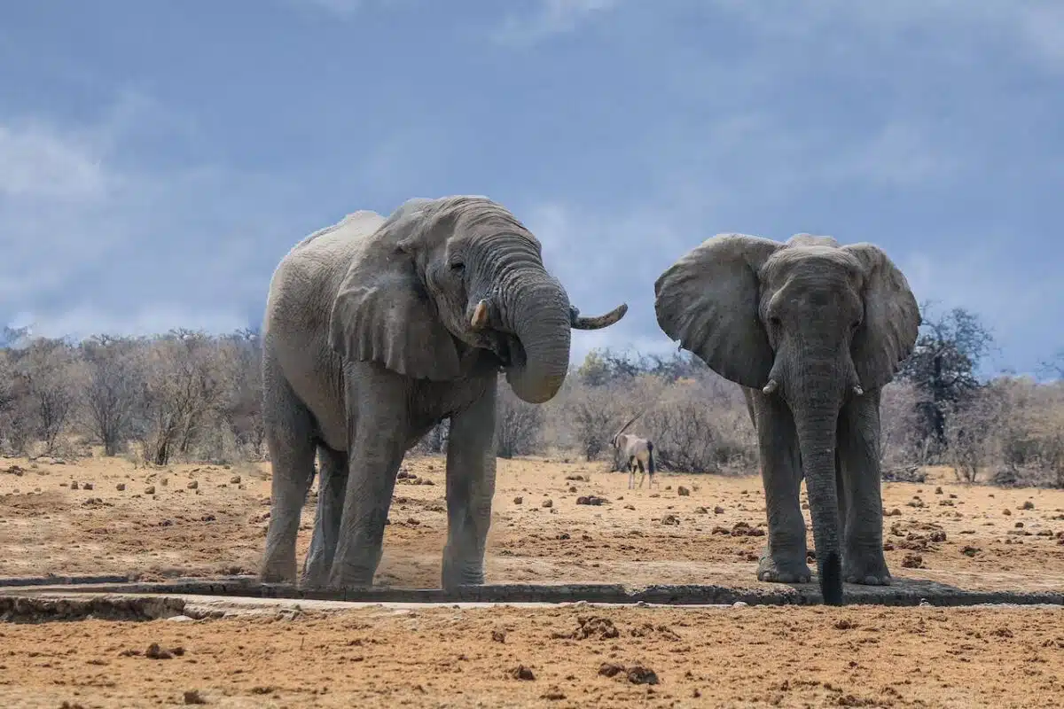 elephants on the savannah