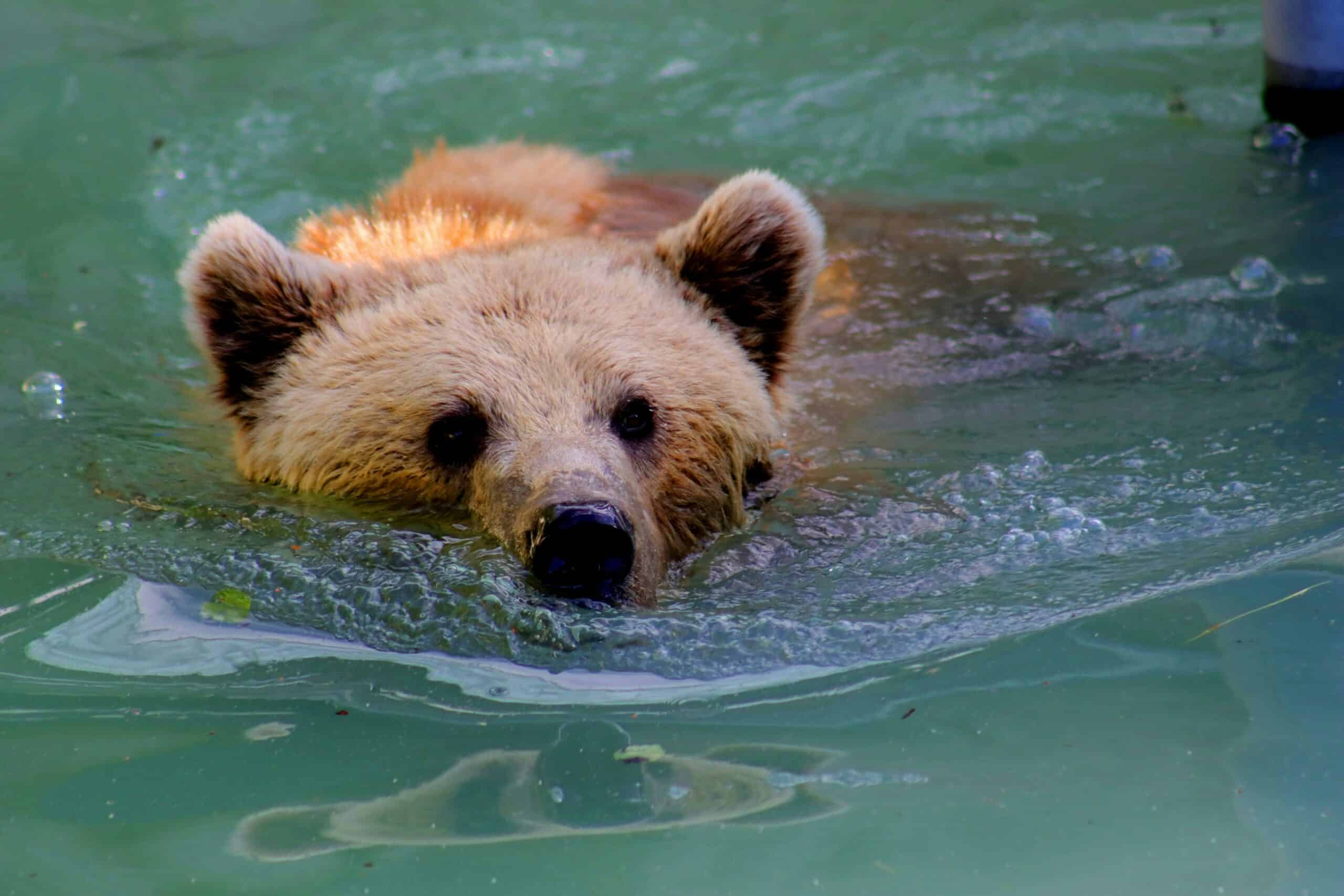 bear