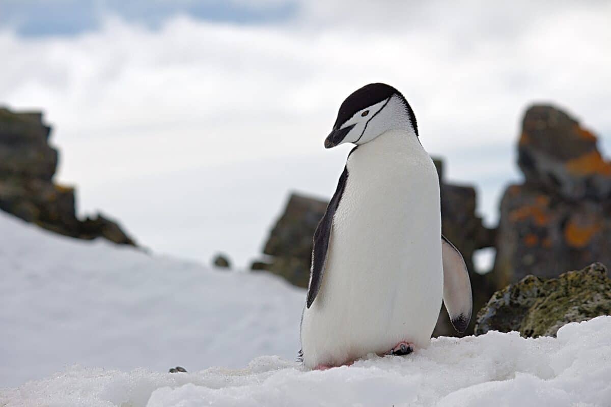 chinstrap penguin