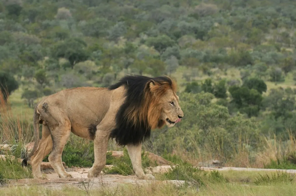 Lions