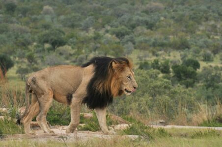 14 Predators That Work Together to Outsmart Their Prey