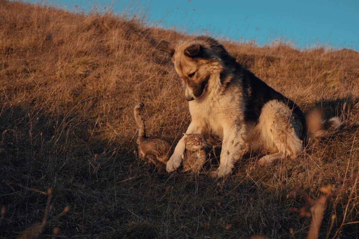 dog and cat