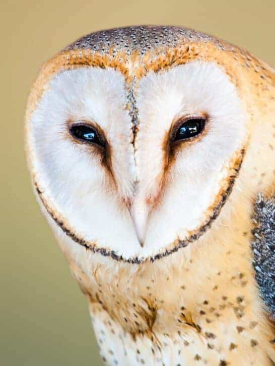 Owls’ Urban Takeover in London