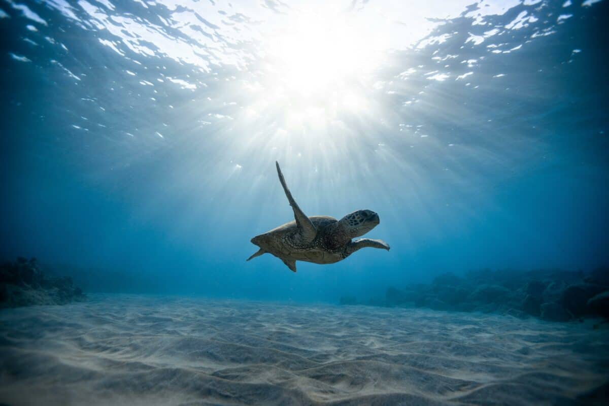 sea turtle