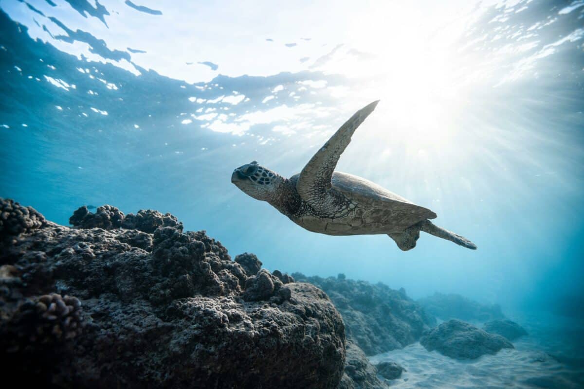 sea turtle