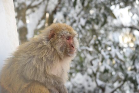 Why Japan Is the Best Place to See Snow Monkeys in Hot Springs