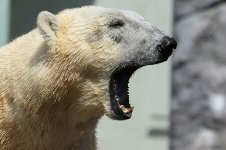 Why Polar Bears Dominate the Arctic and No Creature Dares Challenge Them