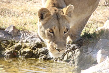 Lioness Deals with Naughty Cub