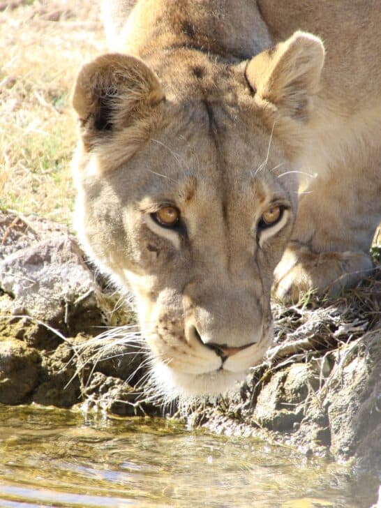 Watch: Obstinate Lion Cub Gives Lioness a Hard Time