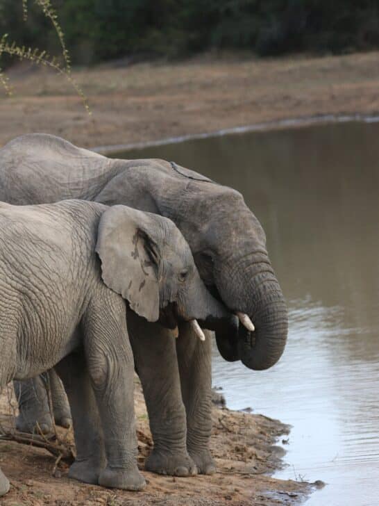 Diplomatic Tension and 20,000 Elephants: What’s Going on Between Botswana and Germany?