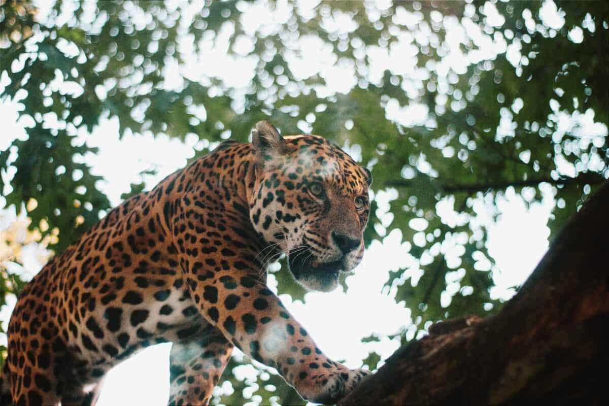 Jaguar Drags Anaconda 