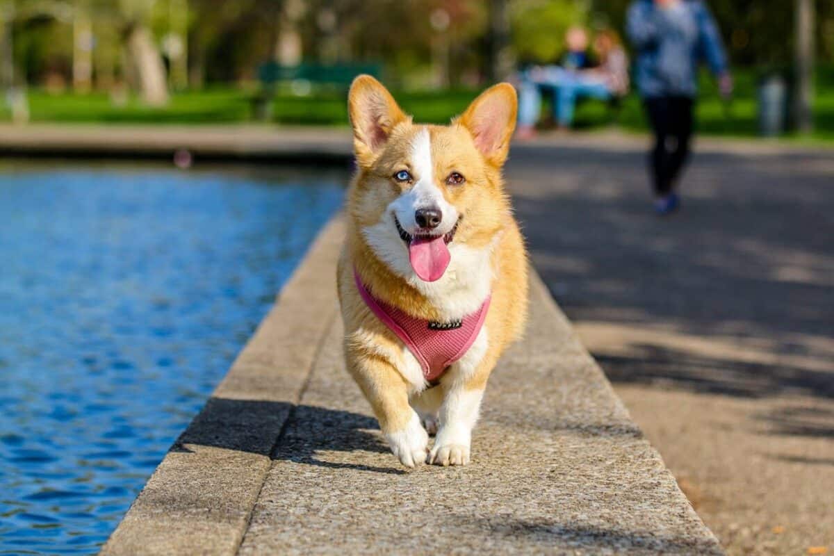 the most dog-friendly states