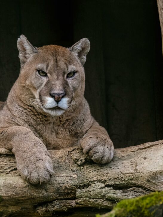 Decoding The Symbolism Behind The Cougar Spirit Animal