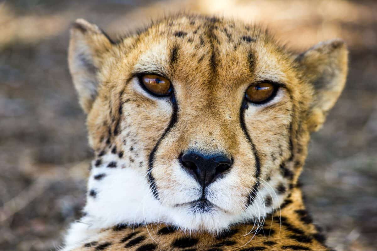 cheetah introduces cubs