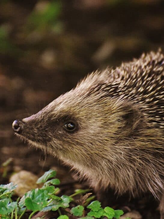 Incredible Wildlife You Could Spot In Ireland