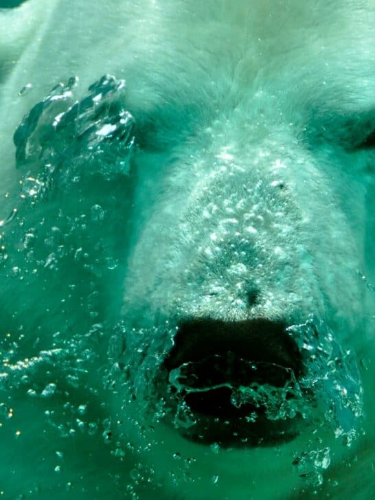 Watch: Adorable Polar Bear Plays in Icy Water