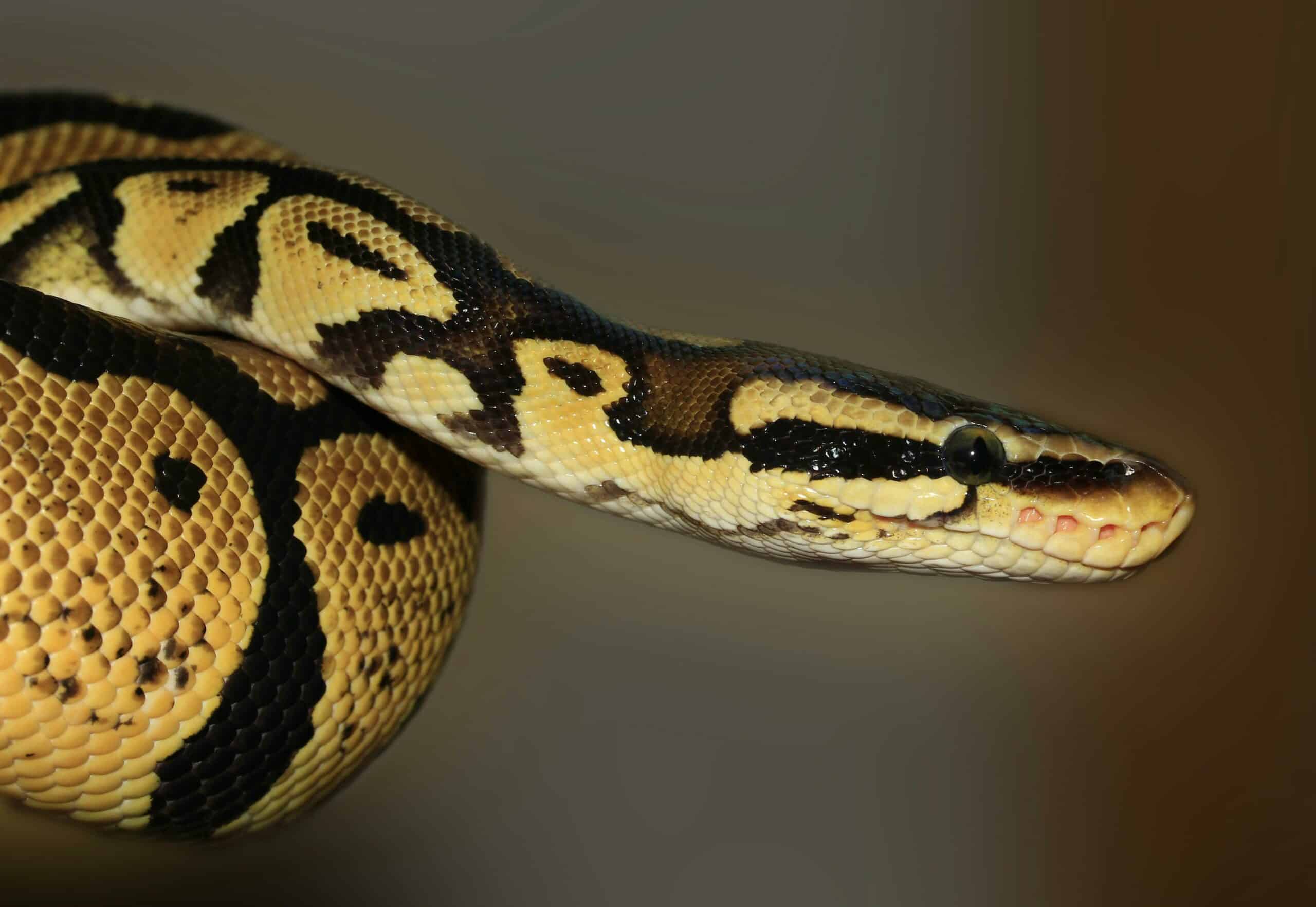python moves at surprising speed