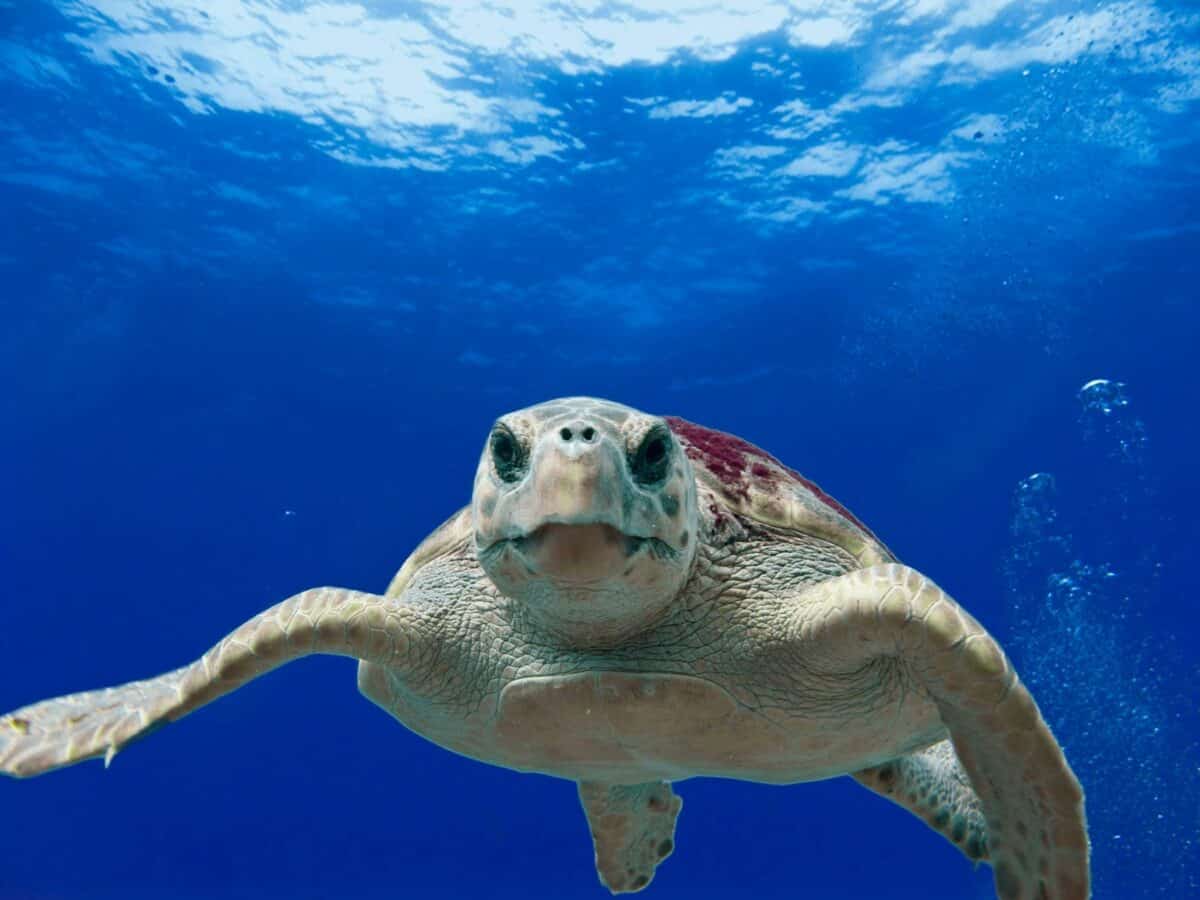 Sea turtle