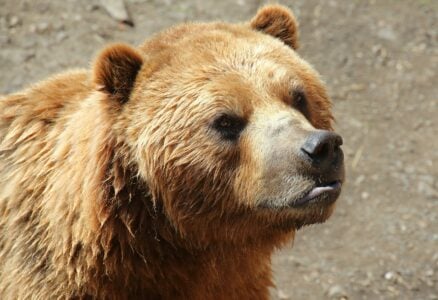 These Animals Could Totally Defeat A Grizzly Bear