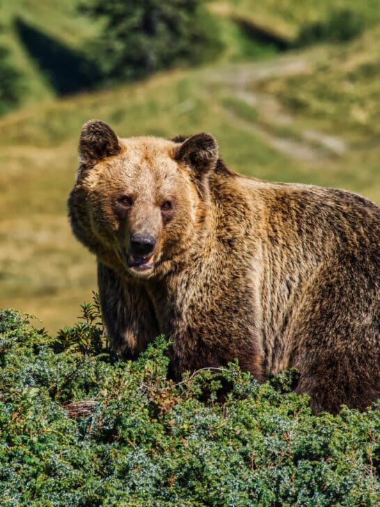Discover the Profound Spiritual Meaning of the Brown Bear
