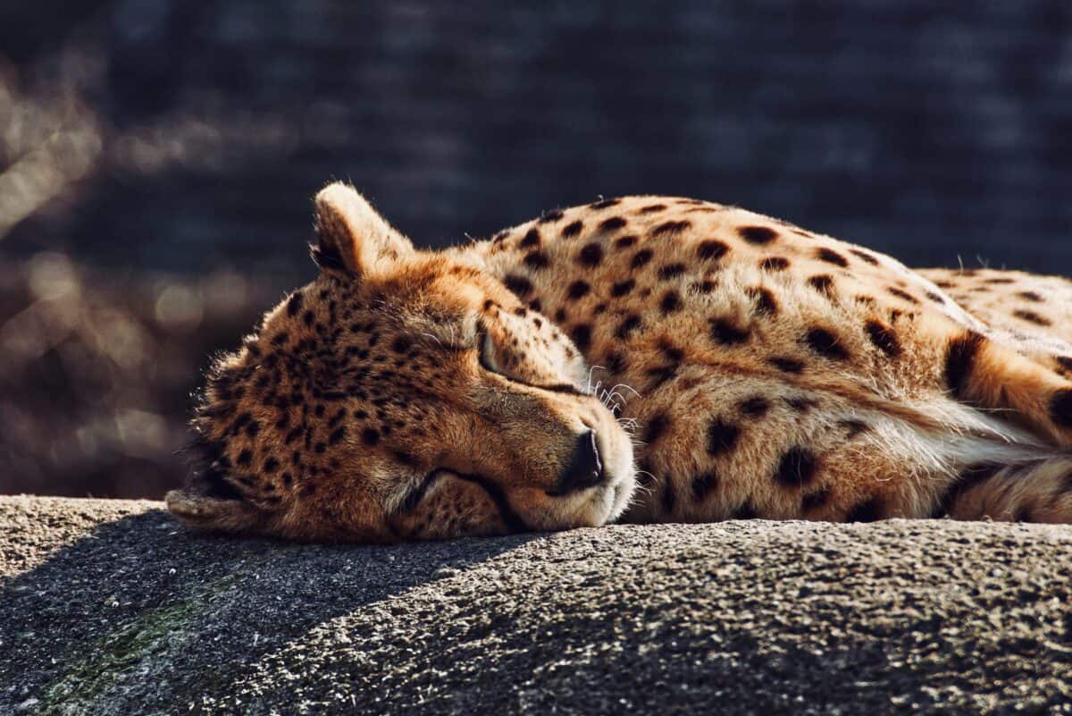 cheetah introduces cubs