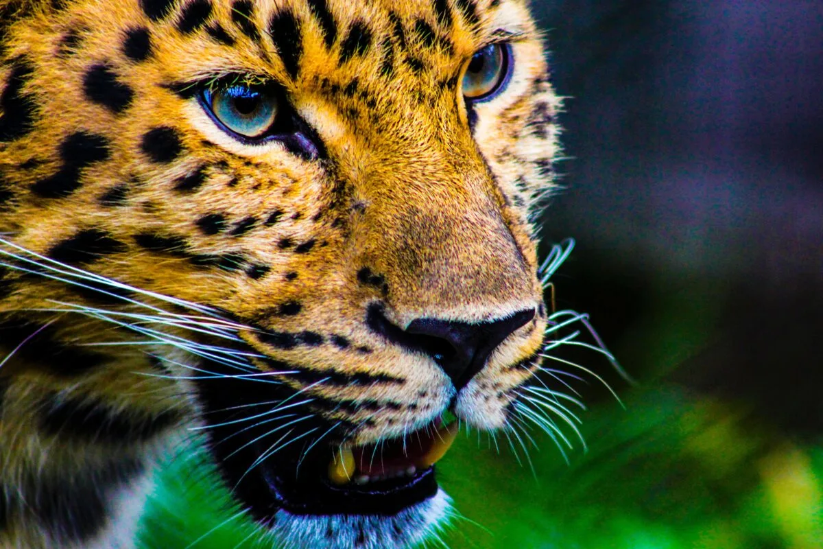 Jaguar traîne Anaconda