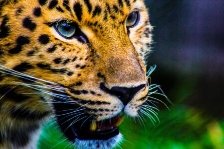 These Are The Best Places To See Jaguars In The Wild