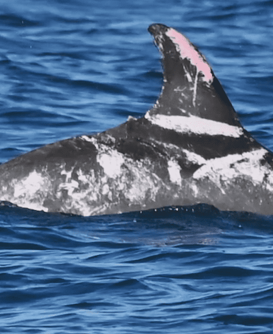 Speckles: A Unique Dolphin with a Rare Skin Condition