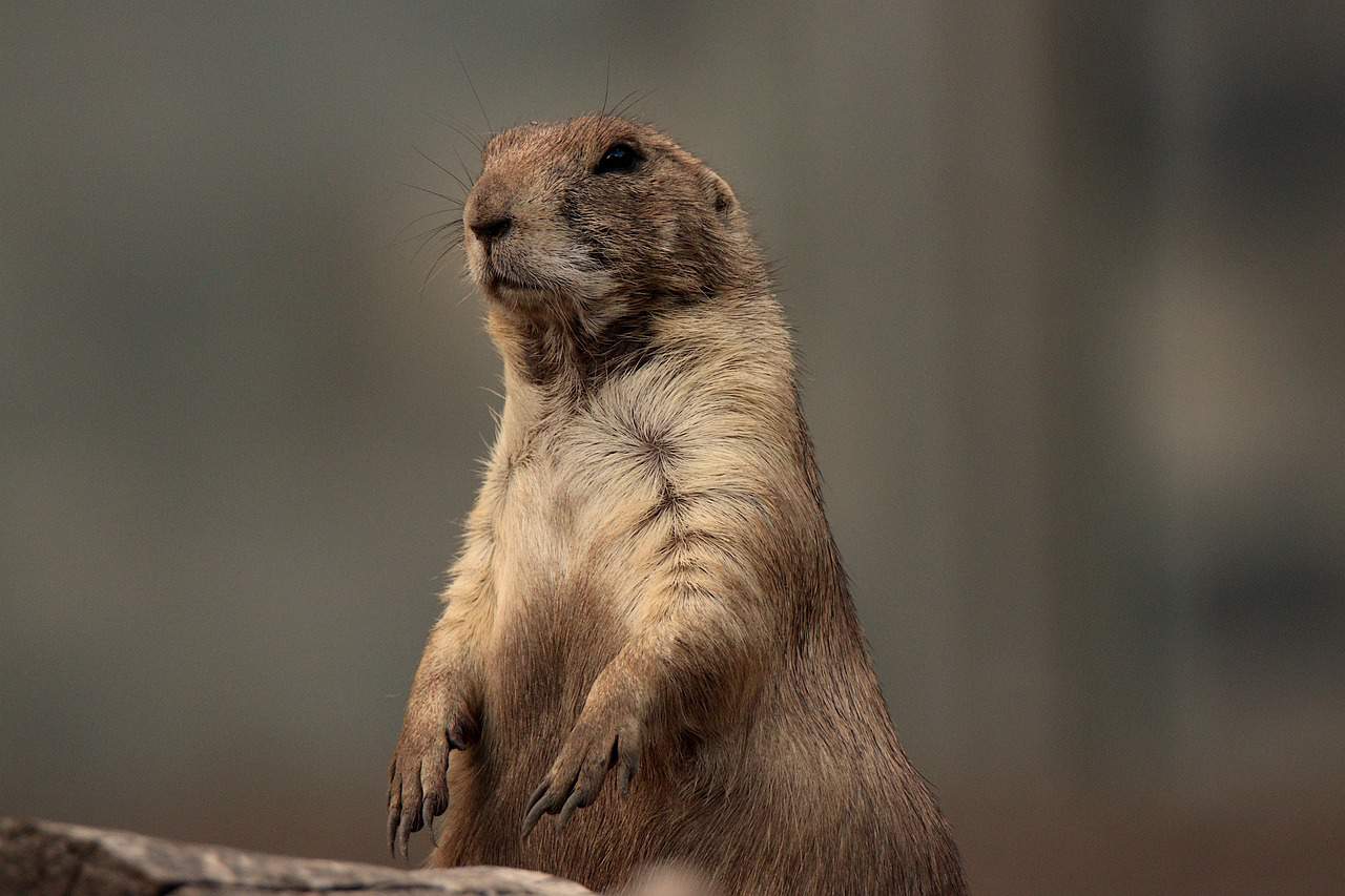 Prairie Dog