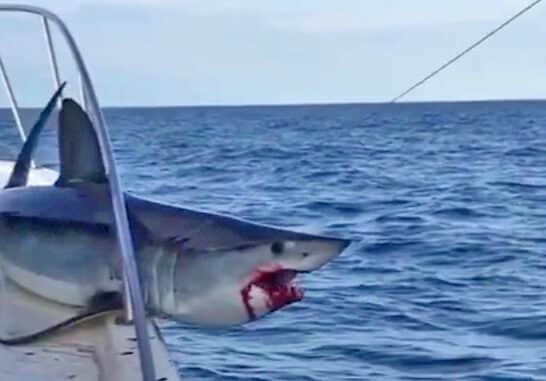 Watch Rare Encounter: Sharks Leap onto Fishing Boat