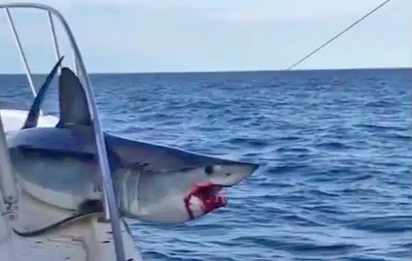 Haie springen auf Fischerboot
