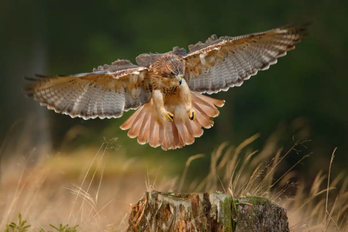 red tailed hawk