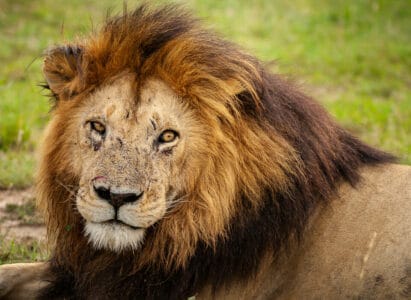 The Lion Legend of Maasai Mara