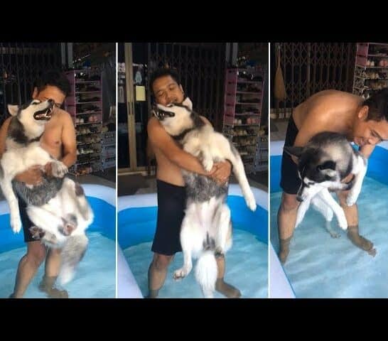 Watch: Husky Conquers Fear of the Pool in Heartwarming Moment