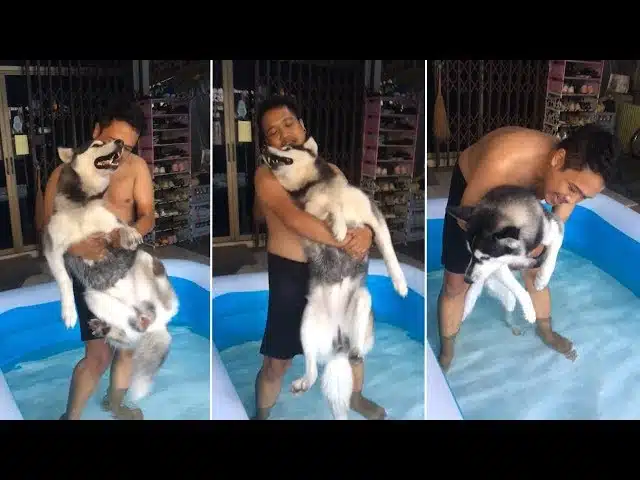 Husky Conquers Fear of the Pool