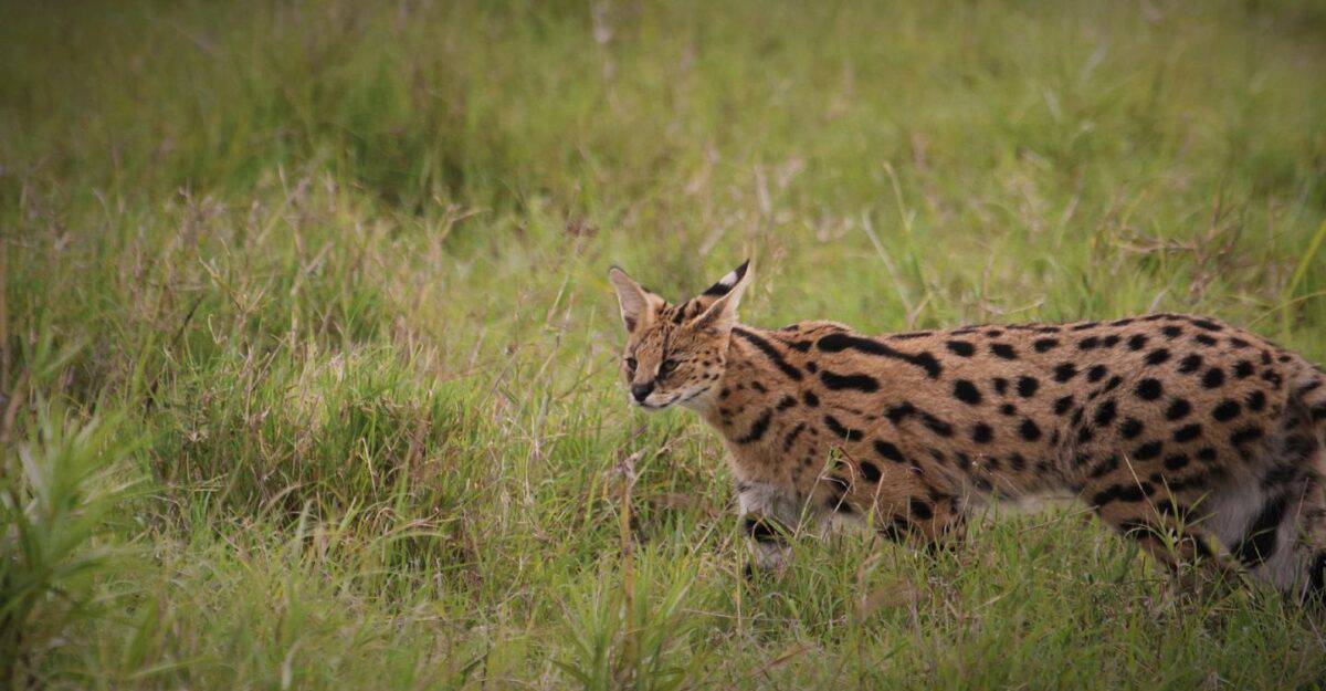 serval