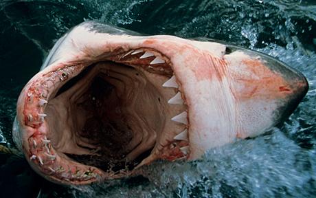 Watch: Shark Swallows Camera – Captures Video Inside Shark’s Body
