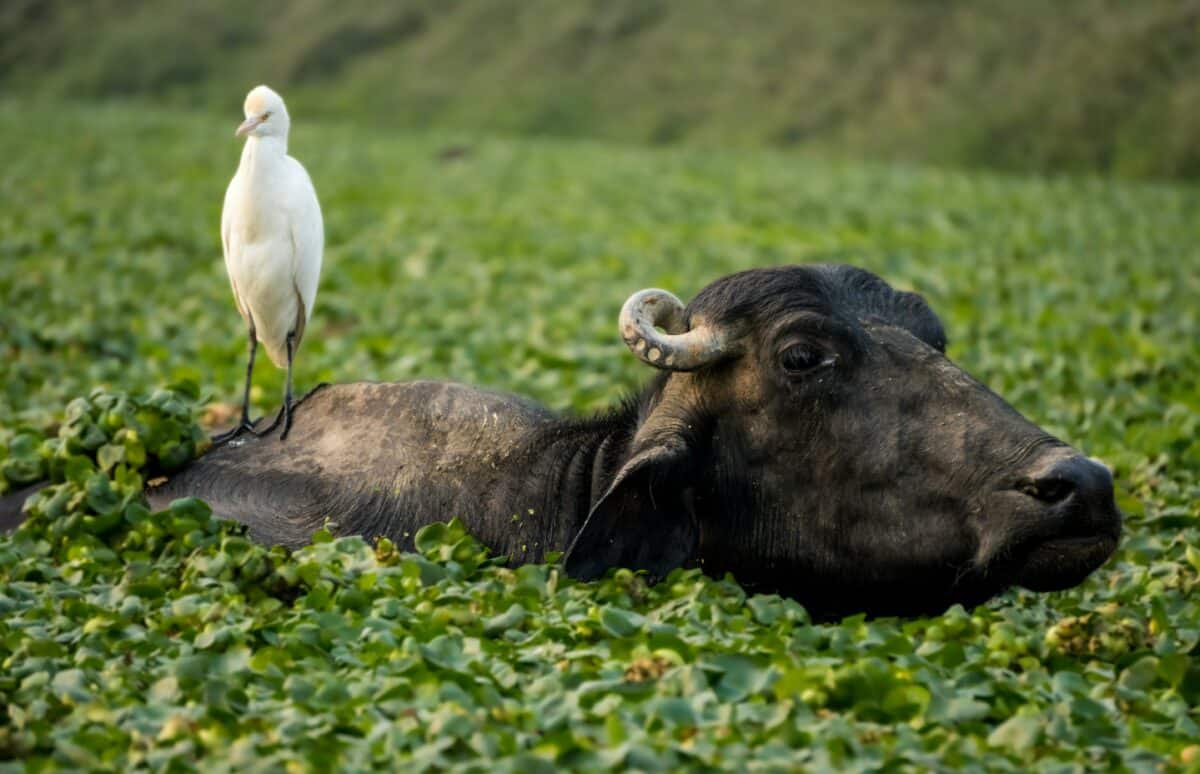 buffalo bird