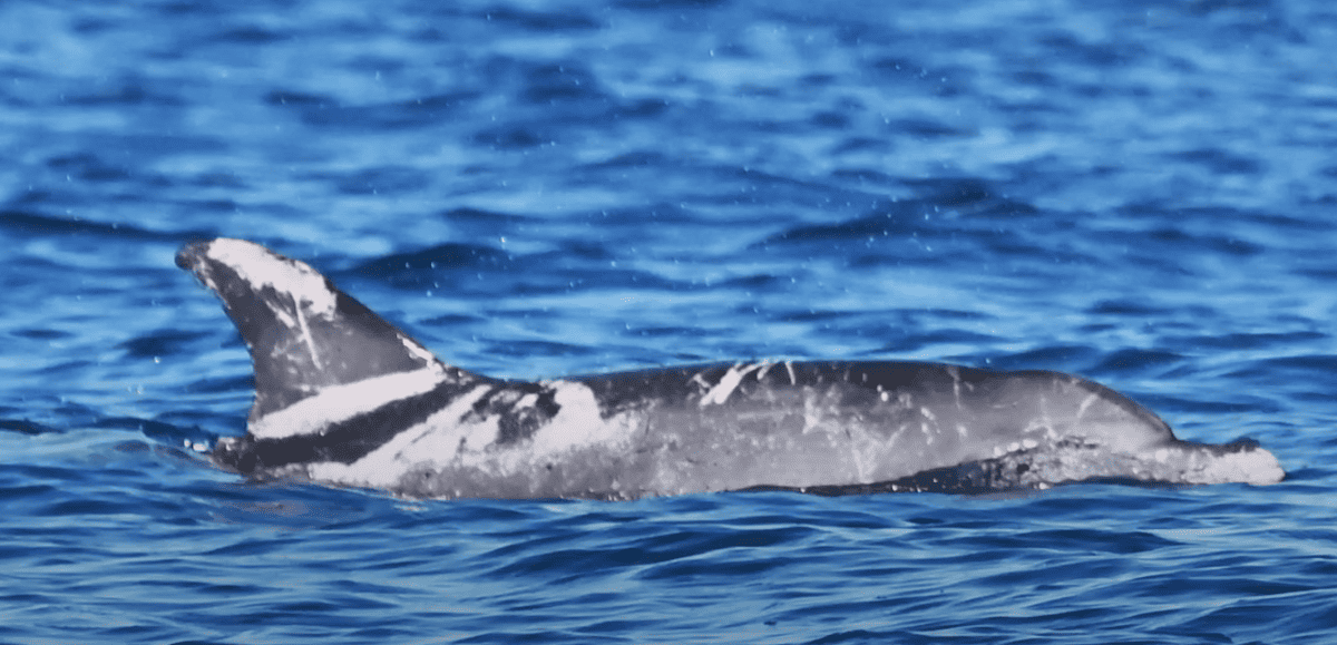 Speckles the rare piebald dolphin.